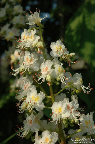 Rosskastanie, Aesculus hippocastanum, Blütenstand, Göttingen, Deutschland