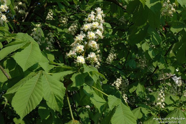 Rosskastanie, Aesculus hippocastanum, Blütenstand und Blätter, Göttingen, Deutschland