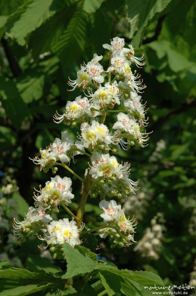 Rosskastanie, Aesculus hippocastanum, Blütenstand und Blätter, Göttingen, Deutschland