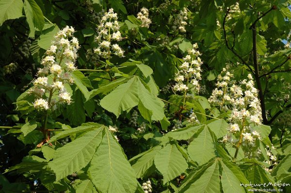 Rosskastanie, Aesculus hippocastanum, Blütenstand und Blätter, Göttingen, Deutschland