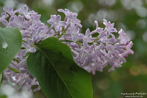 Flieder, Syringa vulgaris, Blütenstand, Göttingen, Deutschland