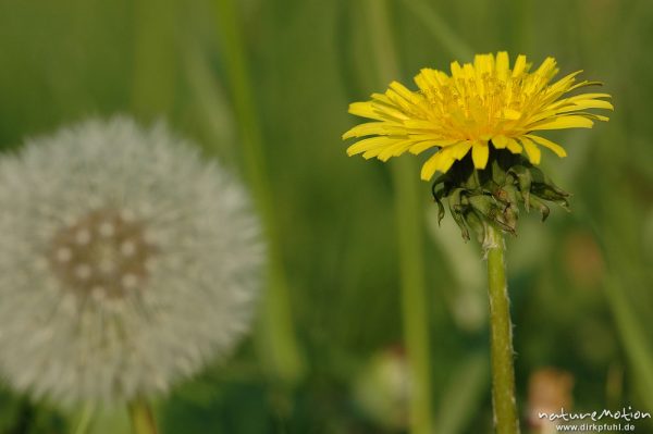 Löwenzahn, Taraxacum officinale, Blütenstand und Fruchtstand, Gartetal, Göttingen, Deutschland