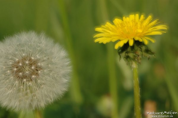 Löwenzahn, Taraxacum officinale, Blütenstand und Fruchtstand, Gartetal, Göttingen, Deutschland