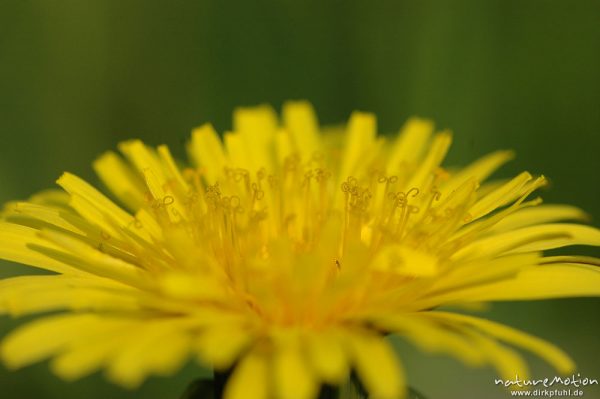 Löwenzahn, Taraxacum officinale, Blütenstand mit Staubfäden, Gartetal, Göttingen, Deutschland