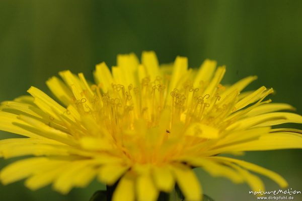 Löwenzahn, Taraxacum officinale, Blütenstand mit Staubfäden, Gartetal, Göttingen, Deutschland