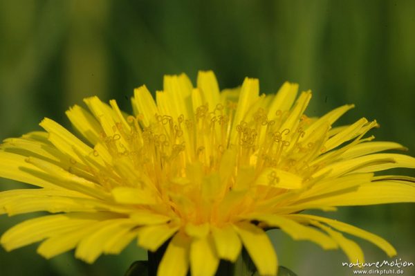 Löwenzahn, Taraxacum officinale, Blütenstand mit Staubfäden, Gartetal, Göttingen, Deutschland