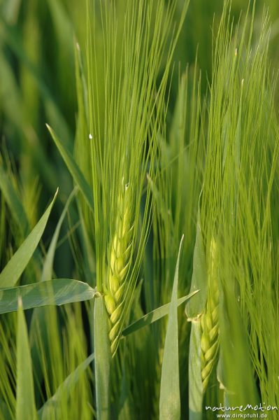 Gerste, Hordeum vulgare, Ähre mit Grannen, Gartetal, Göttingen, Deutschland