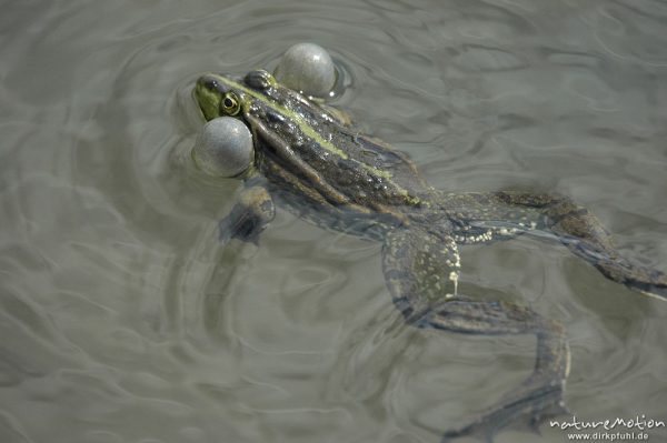 rufender Seefrosch, Rana ridibunda (vielleicht auch Teichfrosch?), schwimmend, Schallblasen, Entwässerungsgraben in der Leineaue, Göttingen, Deutschland