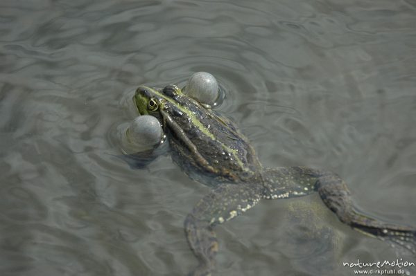 rufender Seefrosch, Rana ridibunda (vielleicht auch Teichfrosch?), schwimmend, Schallblasen, Entwässerungsgraben in der Leineaue, Göttingen, Deutschland