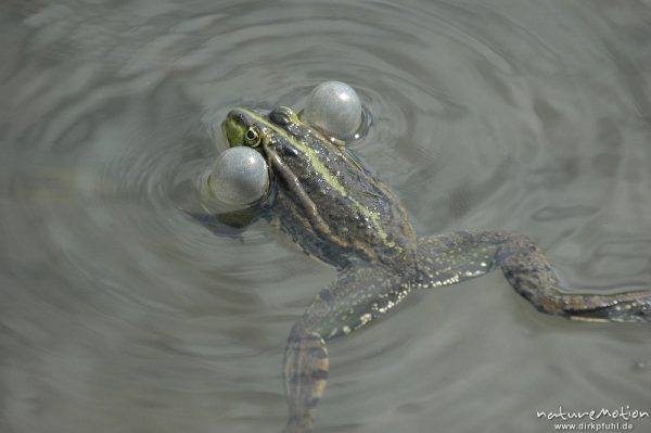 rufender Seefrosch, Rana ridibunda (vielleicht auch Teichfrosch?), schwimmend, Schallblasen, Entwässerungsgraben in der Leineaue, Göttingen, Deutschland