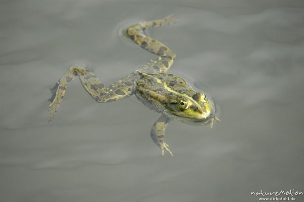 Seefrosch, Rana ridibunda (vielleicht auch Teichfrosch?), schwimmend, Entwässerungsgraben in der Leineaue, Göttingen, Deutschland