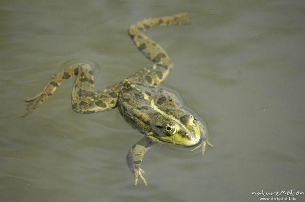 Seefrosch, Rana ridibunda (vielleicht auch Teichfrosch?), schwimmend, Entwässerungsgraben in der Leineaue, Göttingen, Deutschland