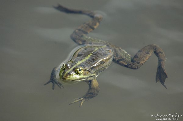 Seefrosch, Rana ridibunda (vielleicht auch Teichfrosch?), schwimmend, Entwässerungsgraben in der Leineaue, Göttingen, Deutschland