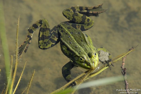 Seefrosch, Rana ridibunda (vielleicht auch Teichfrosch?), schwimmend, Entwässerungsgraben in der Leineaue, Göttingen, Deutschland