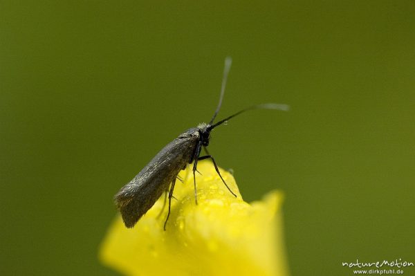 Motte, Kleinschmetterling, mit Regentropfen, auf Gelbem Mohn, Botanischer Garten, Göttingen, Deutschland