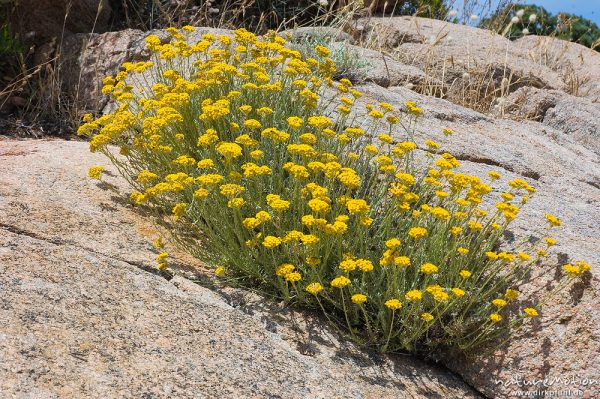 Stoechas-Strohblume, Helichrysum stoechas var. maritimum, Felsen, Bucht von Palombaggia, Korsika, Frankreich