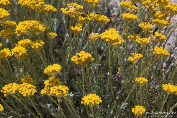 Stoechas-Strohblume, Helichrysum stoechas var. maritimum, Felsen, Bucht von Palombaggia, Korsika, Frankreich