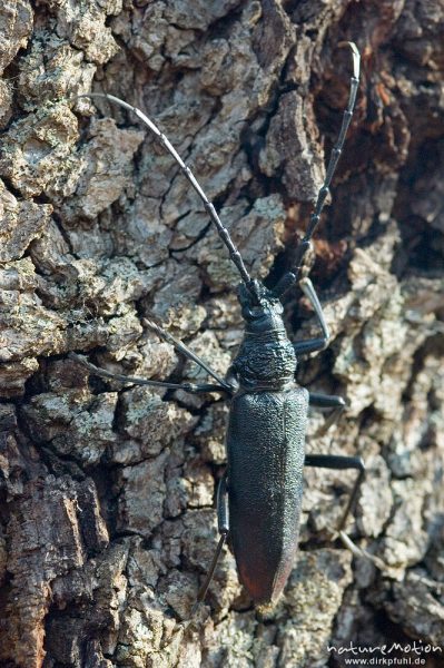 Heldbock, Großer Eichenbock, Cerambyx cerdo, an Steineiche, Campingplatz l'Asciasgju nähe Plage de Palombaggia, Korsika, Frankreich