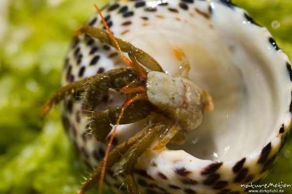 Einsiedlerkrebs, Pagurus prideaux, in Schneckenhaus, Bonifacio, Korsika, Frankreich