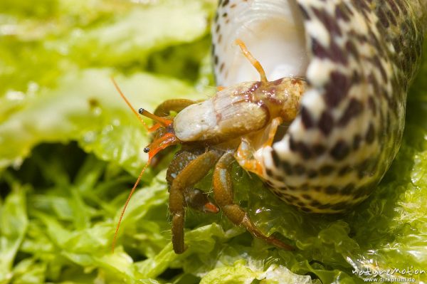 Einsiedlerkrebs, Pagurus prideaux, in Schneckenhaus, Bonifacio, Korsika, Frankreich