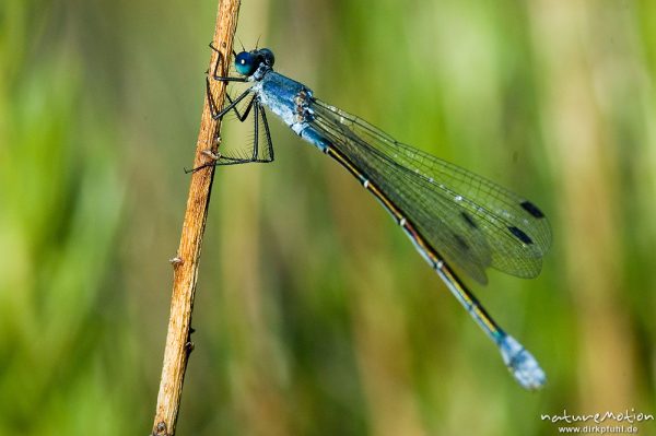 Dunkle Binsenjungfer, Lestes macrostigma, Weibchen, sitzend an Binsenhalm, Etang, Bucht von Palombaggia, Korsika, Frankreich