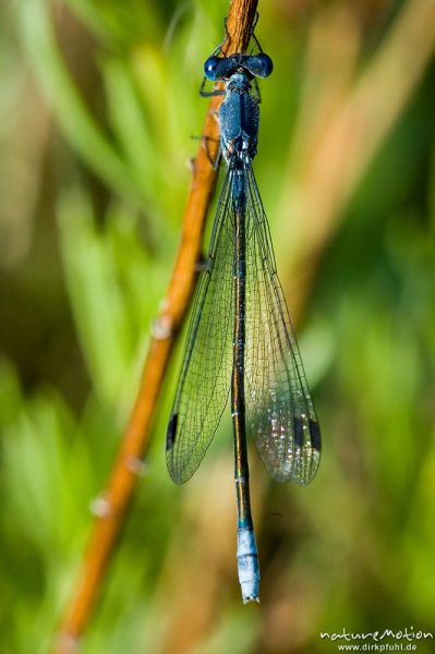 Dunkle Binsenjungfer, Lestes macrostigma, Weibchen, sitzend an Binsenhalm, Etang, Bucht von Palombaggia, Korsika, Frankreich