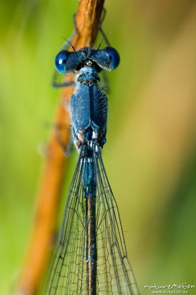 Dunkle Binsenjungfer, Lestes macrostigma, Weibchen, sitzend an Binsenhalm, Kopf und Thorax, Etang, Bucht von Palombaggia, Korsika, Frankreich