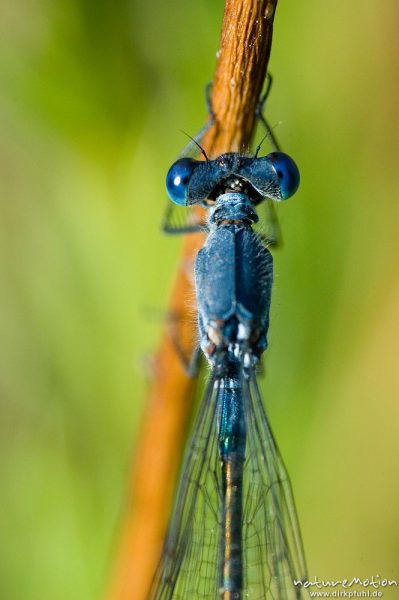 Dunkle Binsenjungfer, Lestes macrostigma, Weibchen, sitzend an Binsenhalm, Kopf und Thorax, Etang, Bucht von Palombaggia, Korsika, Frankreich