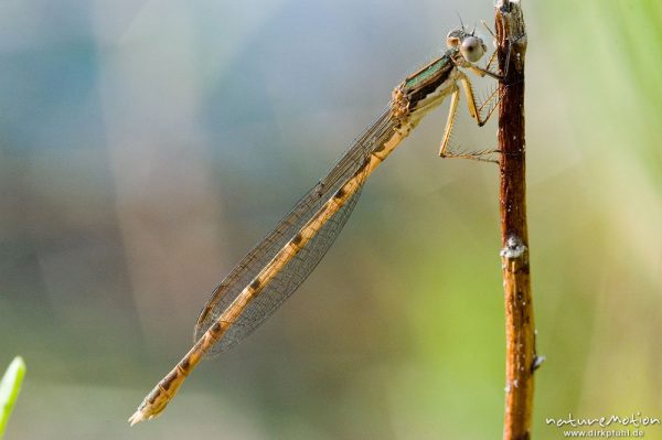 Gemeine Winterlibelle, Sympecma fusca (?), Weibchen, sitzend an Pflanzenstengel, Etang, Bucht von Palombaggia, Korsika, Frankreich