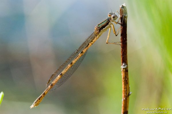 Gemeine Winterlibelle, Sympecma fusca (?), Weibchen, sitzend an Pflanzenstengel, Etang, Bucht von Palombaggia, Korsika, Frankreich