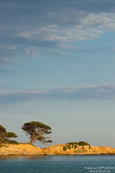 Pinie, Pinus pinea, Pinaceae, auf Felsspitze im Abendlicht, Bucht von Palombaggia “Pinu Acciaju”, Korsika, Frankreich