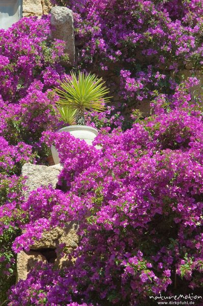 Bougainvillea, Drillingsblume, Felsengarten mit Palme an Hausfassade, Arraghju, Korsika, Frankreich