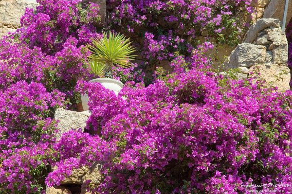 Bougainvillea, Drillingsblume, Felsengarten mit Palme an Hausfassade, Arraghju, Korsika, Frankreich