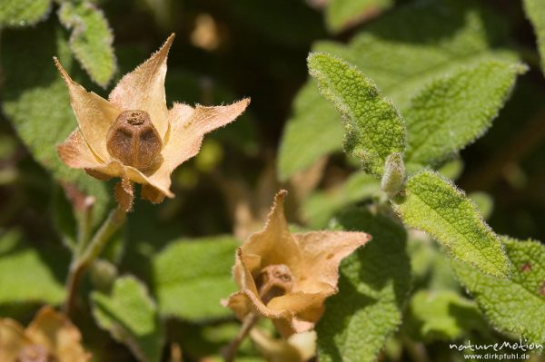 Salbeiblättrige Zistrose, Cistus salviifolius, trockene Fruchtstände, Castellu d'Arraghju, Korsika, Frankreich