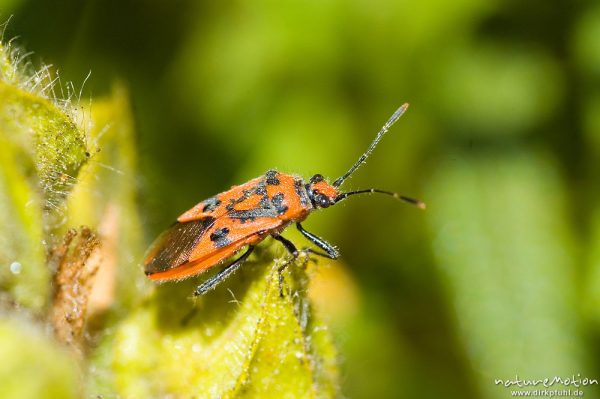 Zimtwanze (Glasflügelwanze), Coryzus hyoscyami, Castellu d'Arragju, Korsika, Frankreich