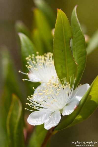 Gemeine Myrte, Myrtis communis, Blüten und Blätter, Macchia bei Porto Vecchio, Korsika, Frankreich