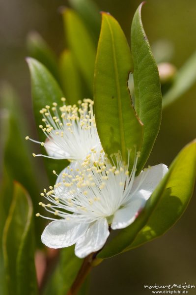 Gemeine Myrte, Myrtis communis, Blüten und Blätter, Macchia bei Porto Vecchio, Korsika, Frankreich