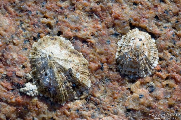 Gemeine Napfschnecke, Patella vulgata, Patellidae, auf Felsen, Bucht von Palombaggia, Korsika, Frankreich