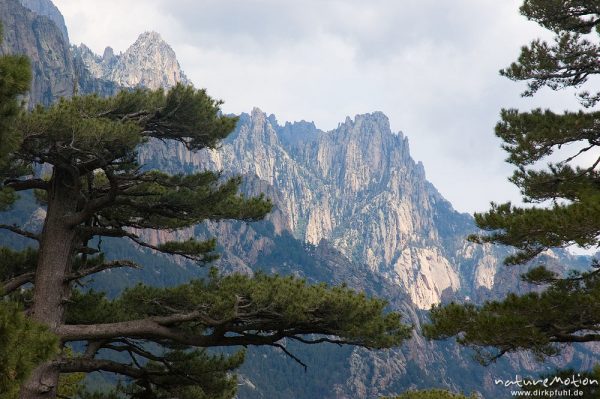 Flanken der Bavella-Gruppe, Schwarz-Kiefern, Korsika, Frankreich