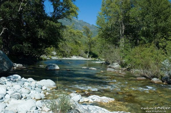 Bachtal mit Kies und Baumgesäumten Ufern, Tavignano, Korsika, Frankreich