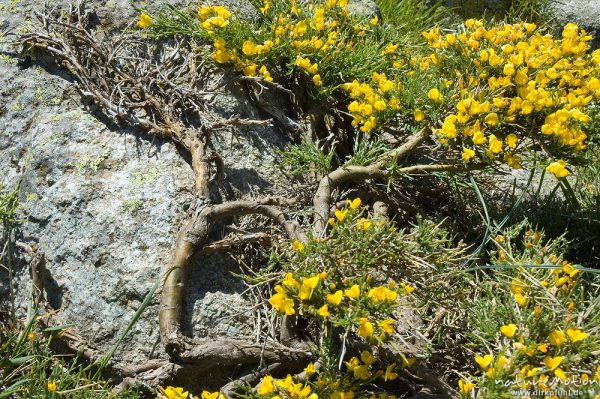Ginster, Genista spec., kriechender Zweig auf Felsen, Blüte, Restonica-Tal, Korsika, Frankreich