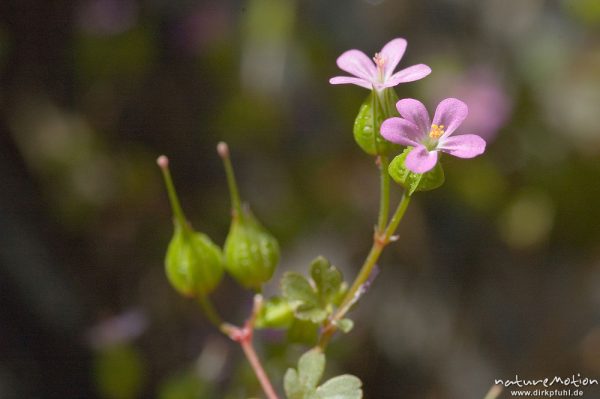 Glänzender Storchschnabel, Geranium lucidum, Blüten, Früchtef und Blätter, Restonica-Tal, Korsika, Frankreich