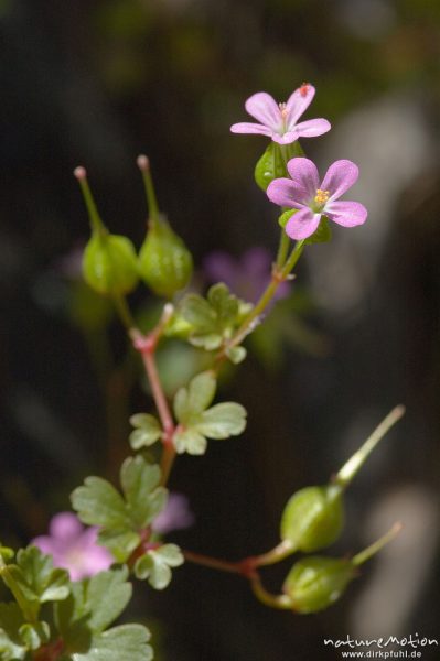 Glänzender Storchschnabel, Geranium lucidum, Blüten, Früchtef und Blätter, Restonica-Tal, Korsika, Frankreich