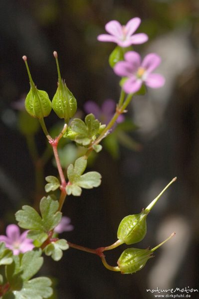 Glänzender Storchschnabel, Geranium lucidum, Blüten, Früchtef und Blätter, Restonica-Tal, Korsika, Frankreich