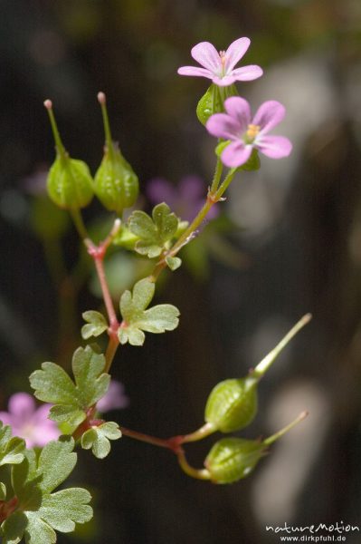 Glänzender Storchschnabel, Geranium lucidum, Blüten, Früchtef und Blätter, Restonica-Tal, Korsika, Frankreich