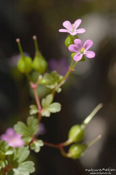 Glänzender Storchschnabel, Geranium lucidum, Blüten, Früchtef und Blätter, Restonica-Tal, Korsika, Frankreich