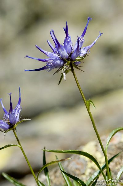 Korsische Teufelskralle, Phyteuma serratum, Campanulaceae, endemisch, Pflanze seitlich, Cascade des Anglais, Korsika, Frankreich
