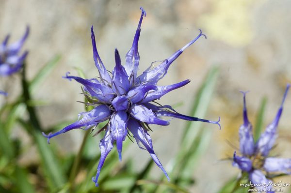 Korsische Teufelskralle, Phyteuma serratum, Campanulaceae, endemisch, Blüte in Aufsicht, Cascade des, Korsika, Frankreich