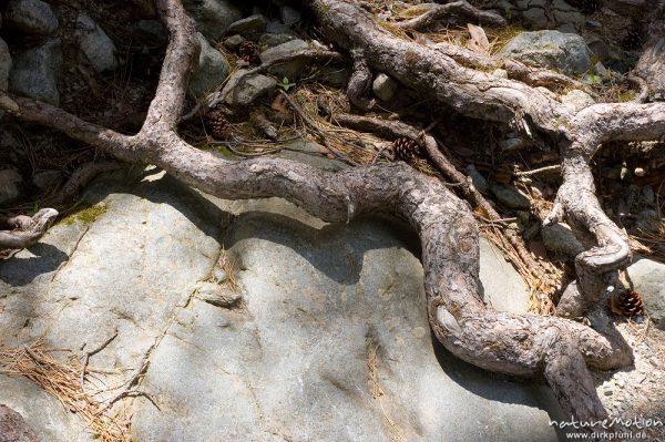Kiefernwurzel auf glatt geschliffenen Steinen, Cascade des Anglais, Korsika, Frankreich