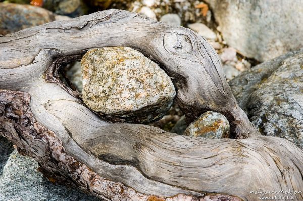 Wurzel umklammert Stein Steinen, Kiefer, Cascade des Anglais, Korsika, Frankreich